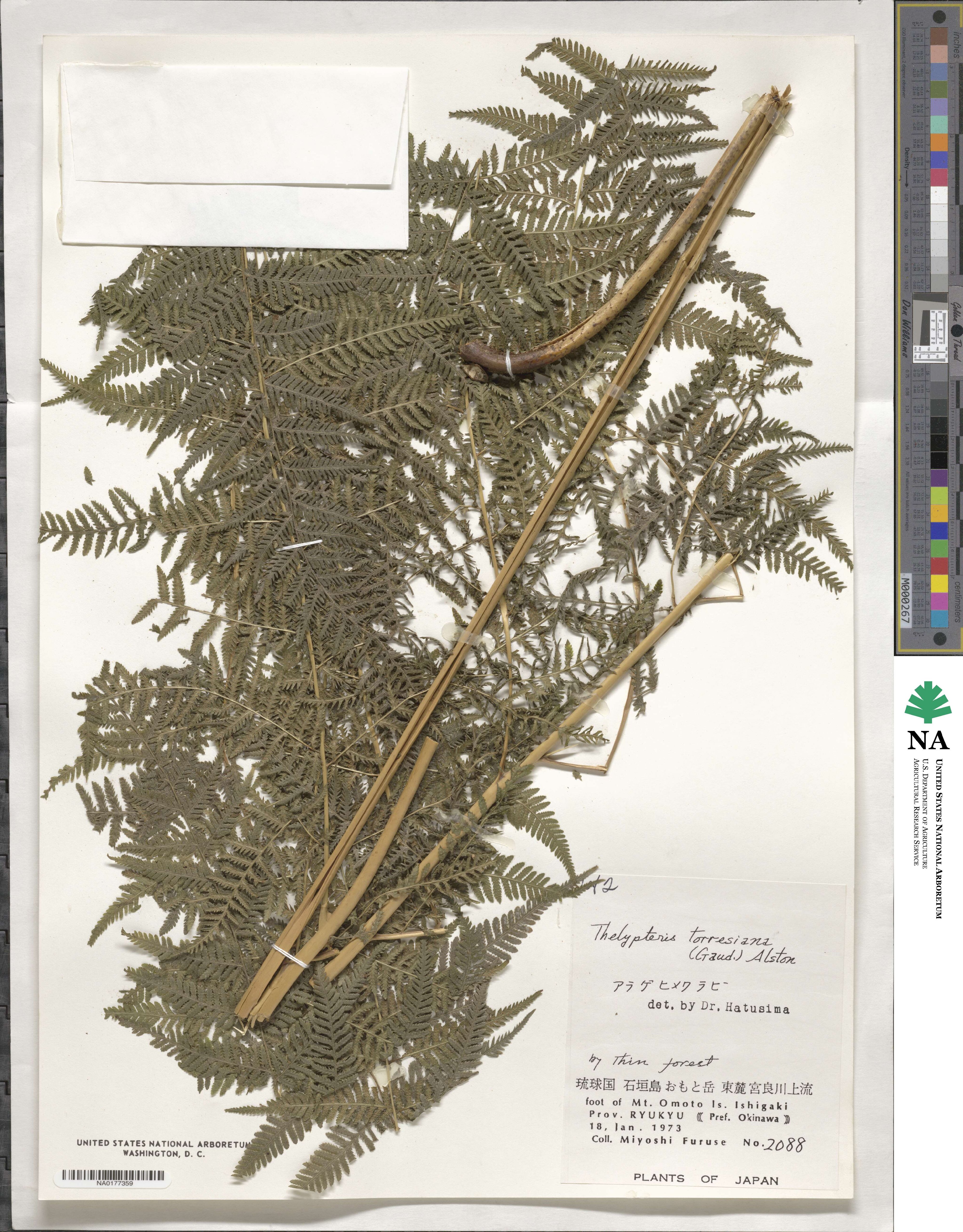 Macrothelypteris torresiana image