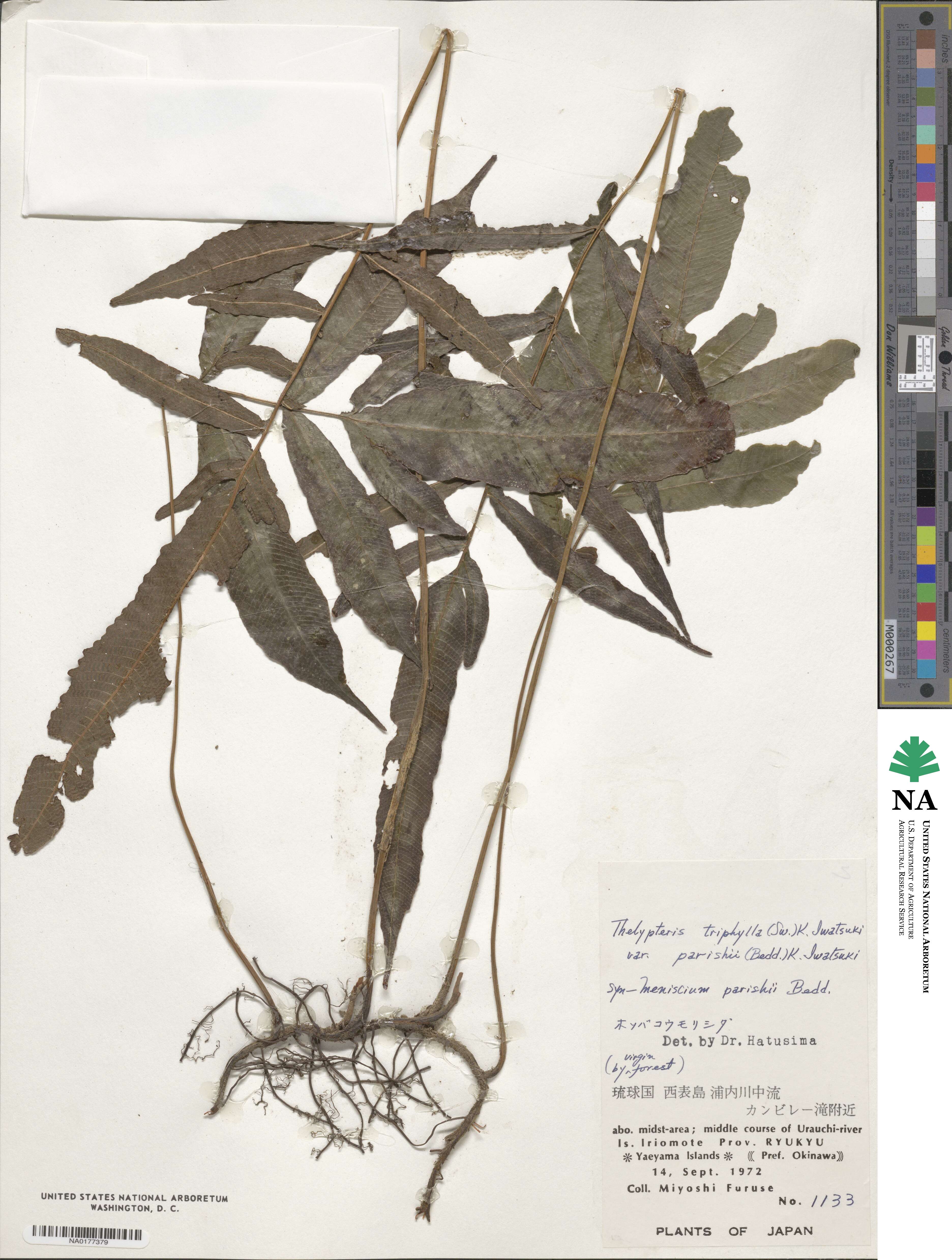 Grypothrix parishii image