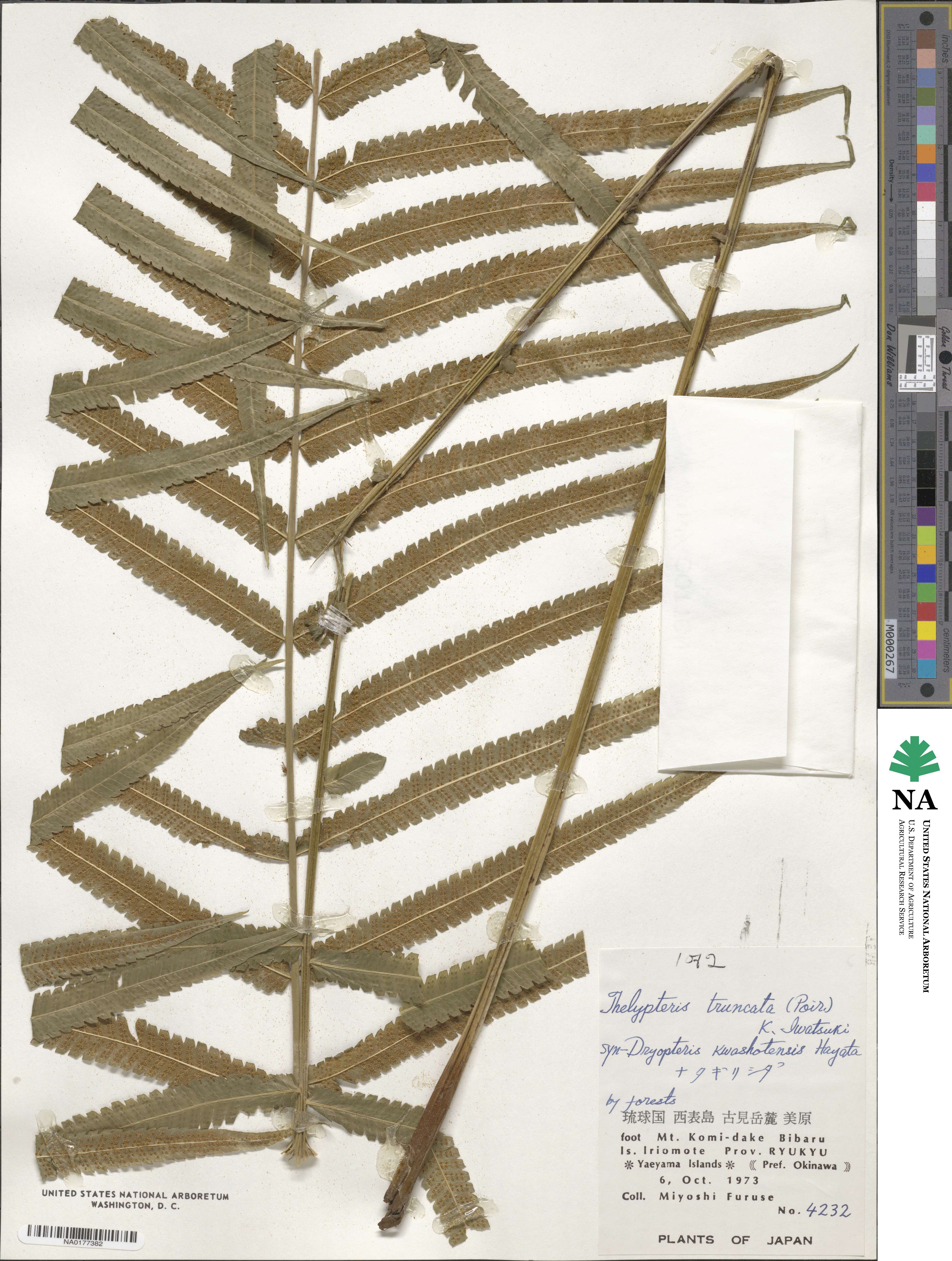 Reholttumia truncata image