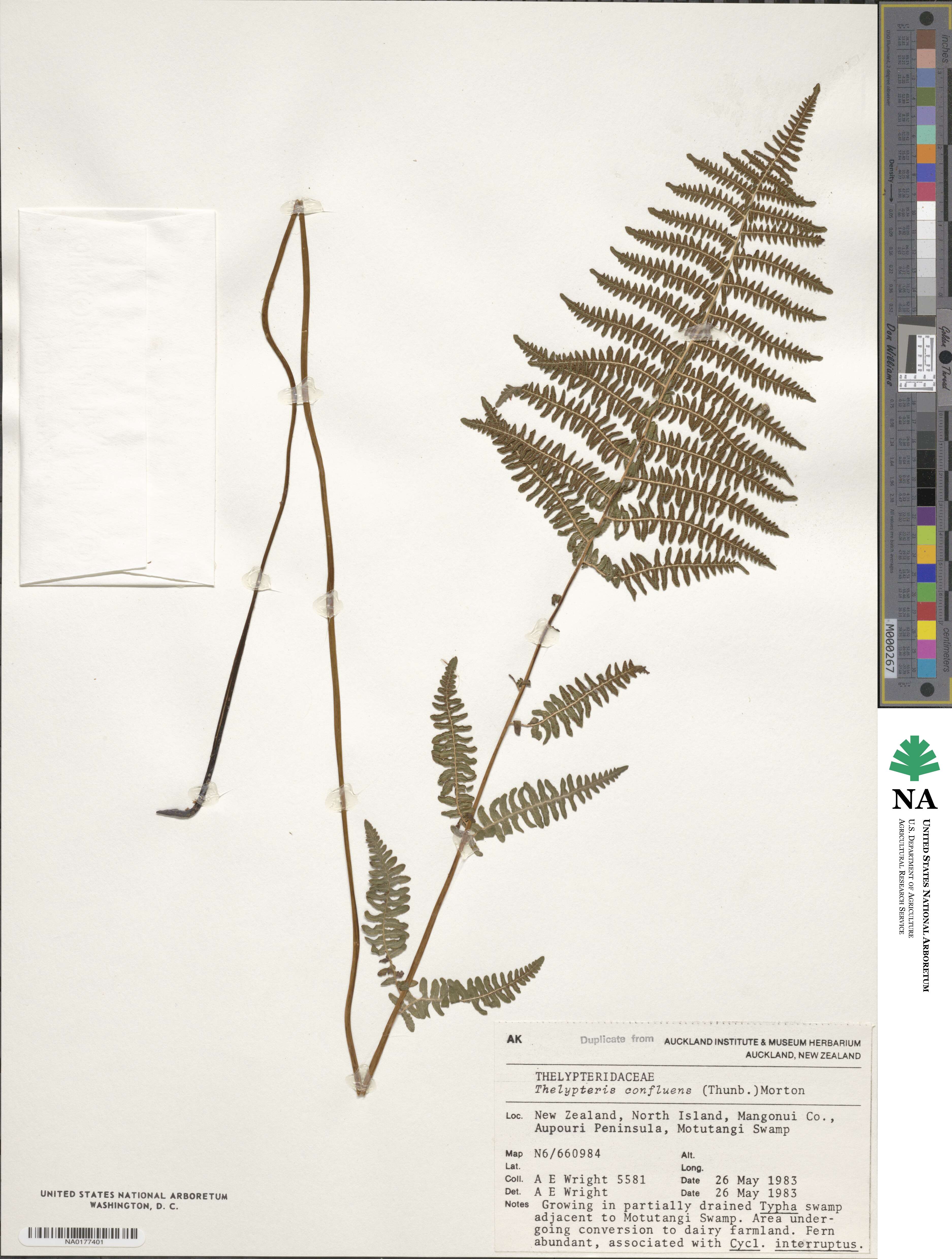 Thelypteris image