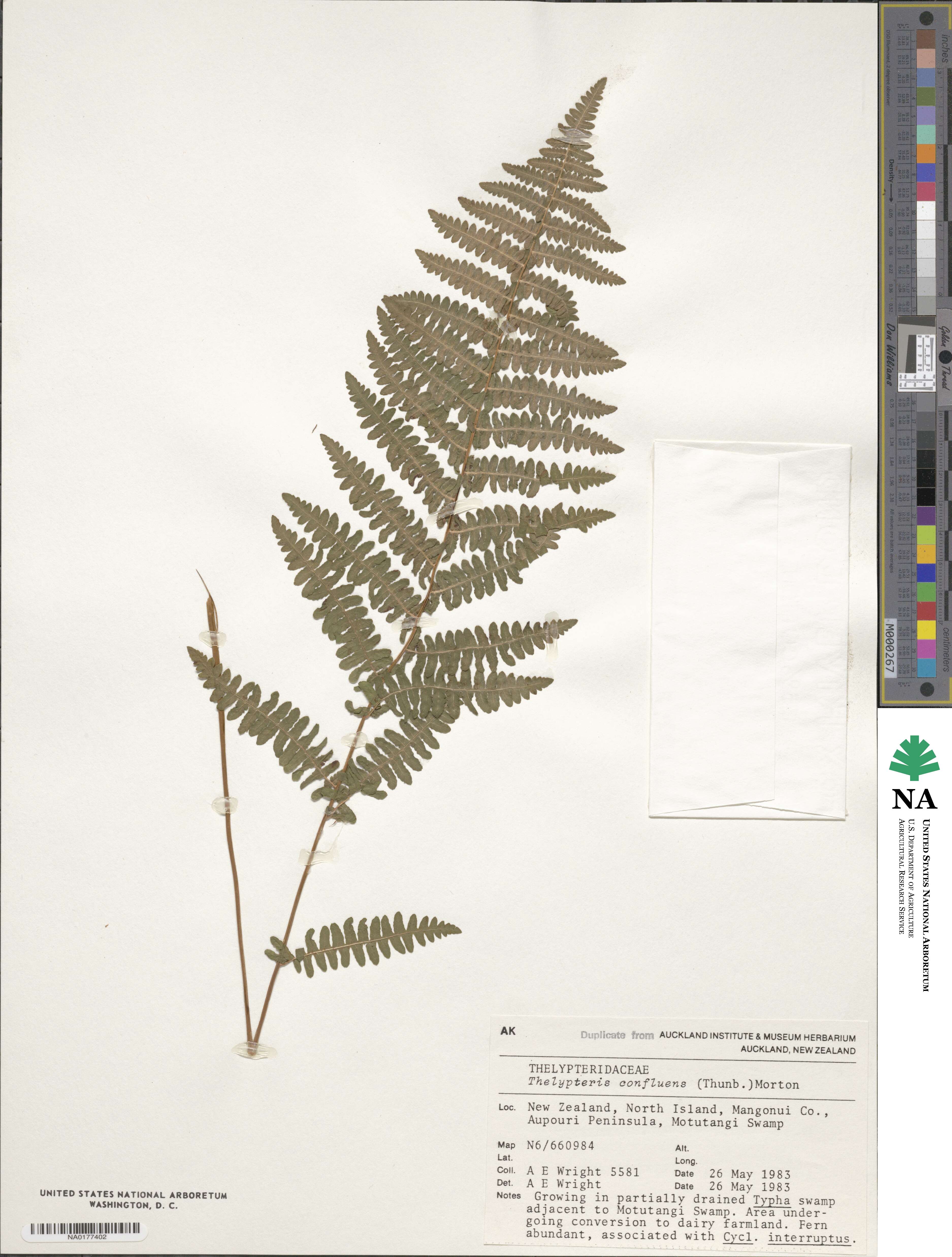 Thelypteris confluens image