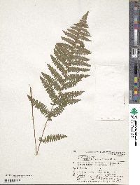 Thelypteris confluens image
