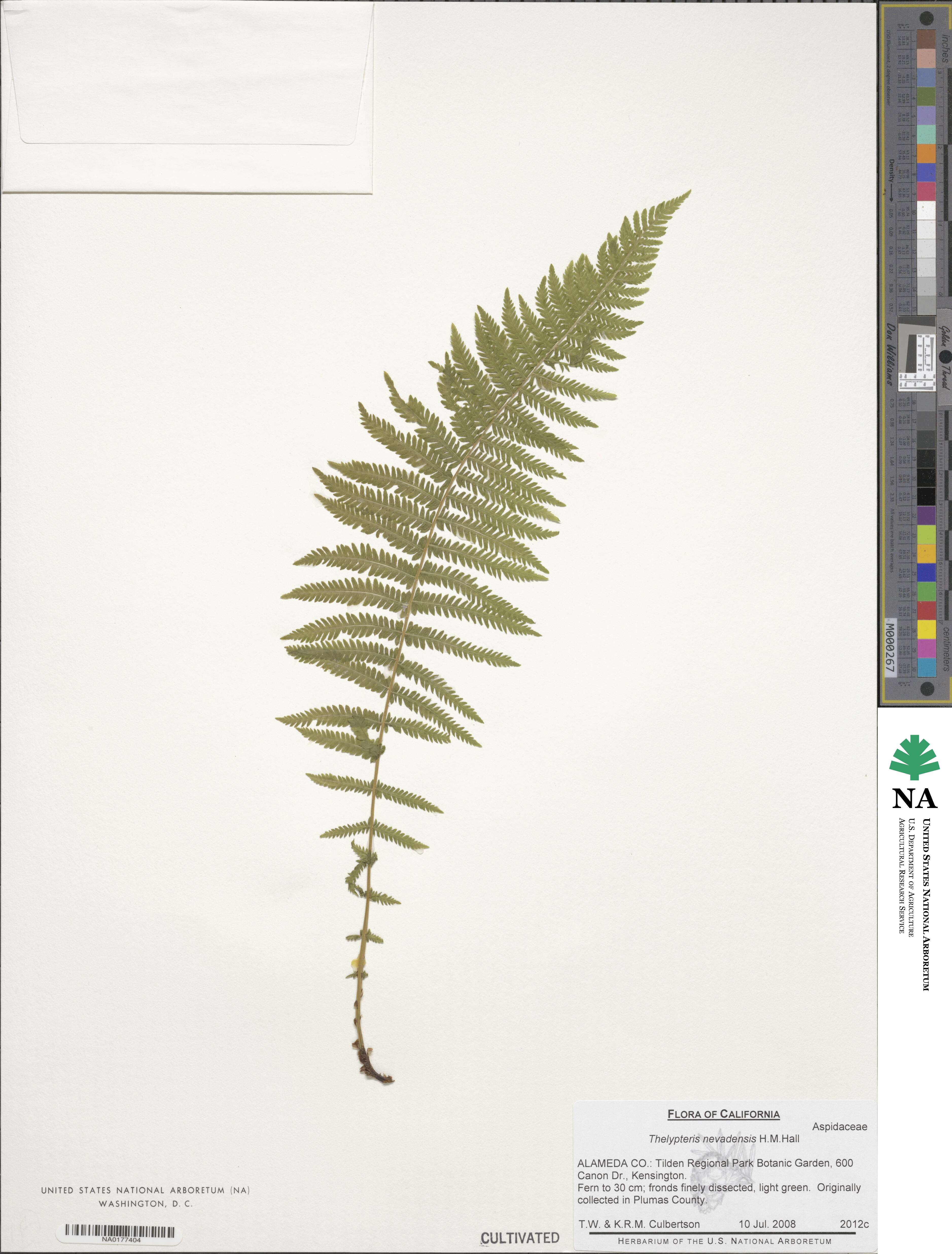 Amauropelta nevadensis image