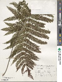 Image of Leptopteris hymenophylloides