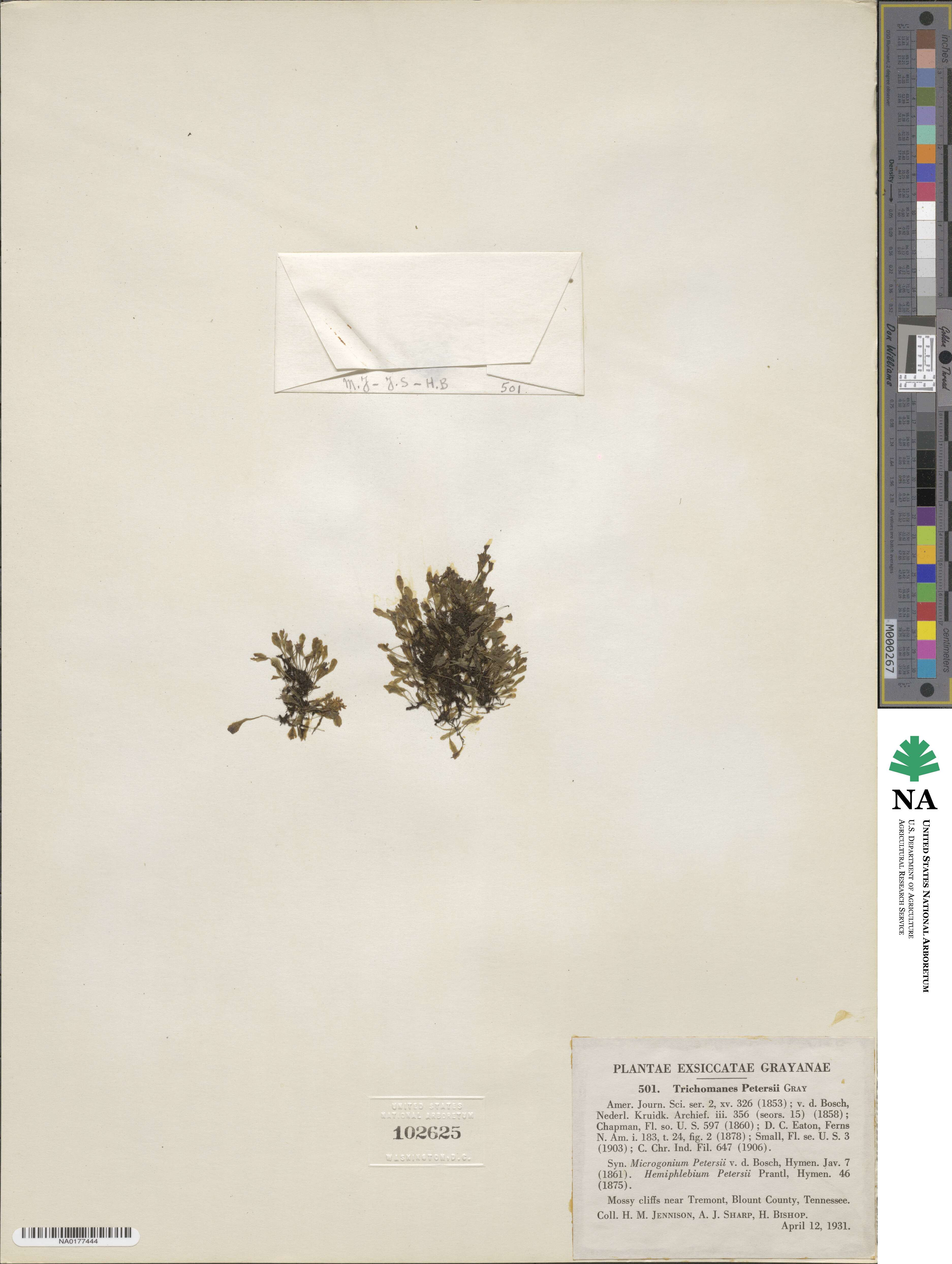 Hymenophyllaceae image