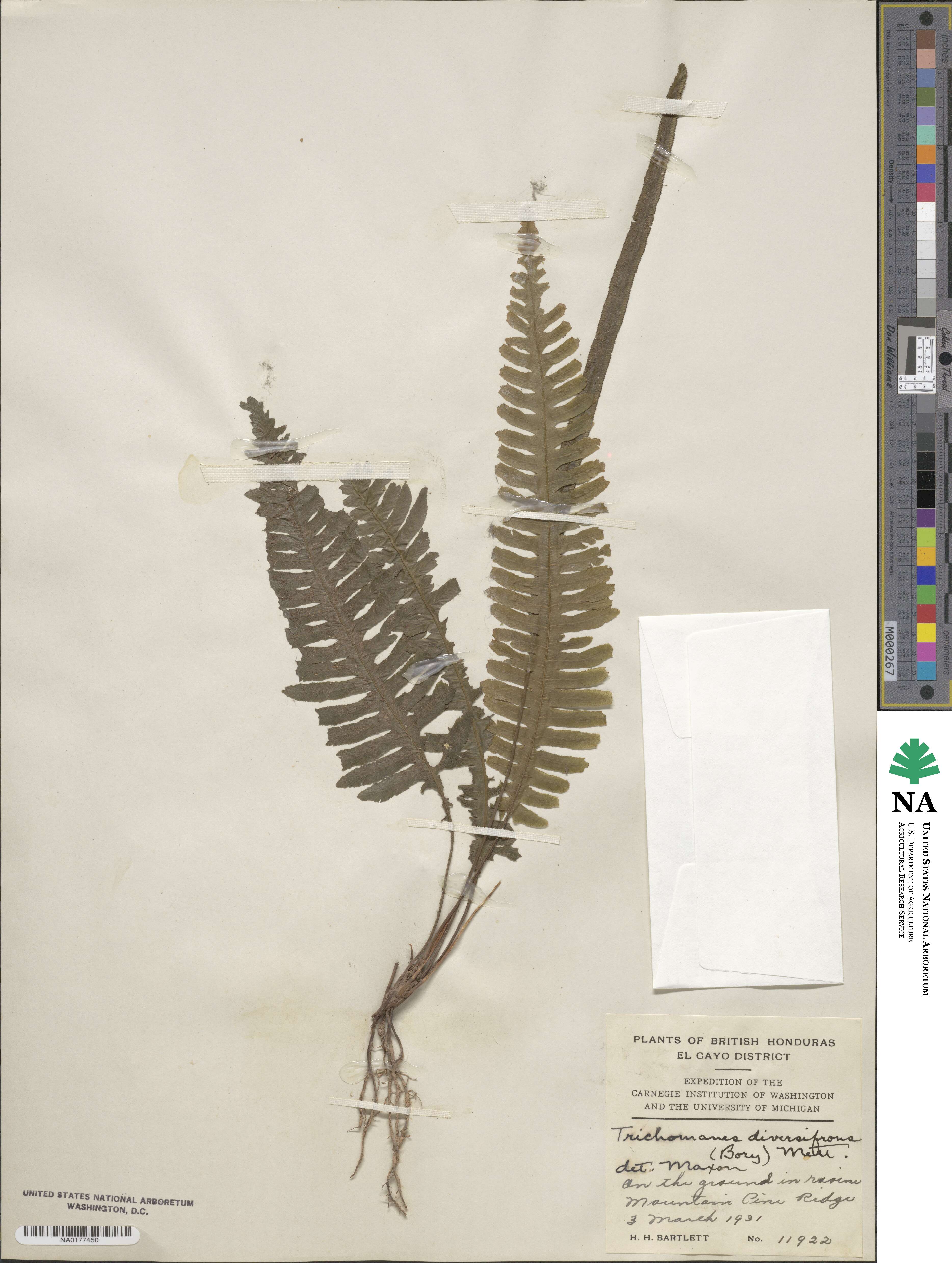 Trichomanes diversifrons image