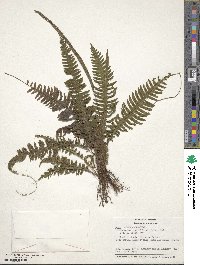 Trichomanes diversifrons image