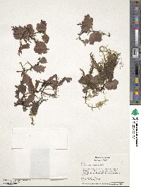 Trichomanes membranaceum image