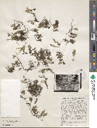 Didymoglossum kraussii image