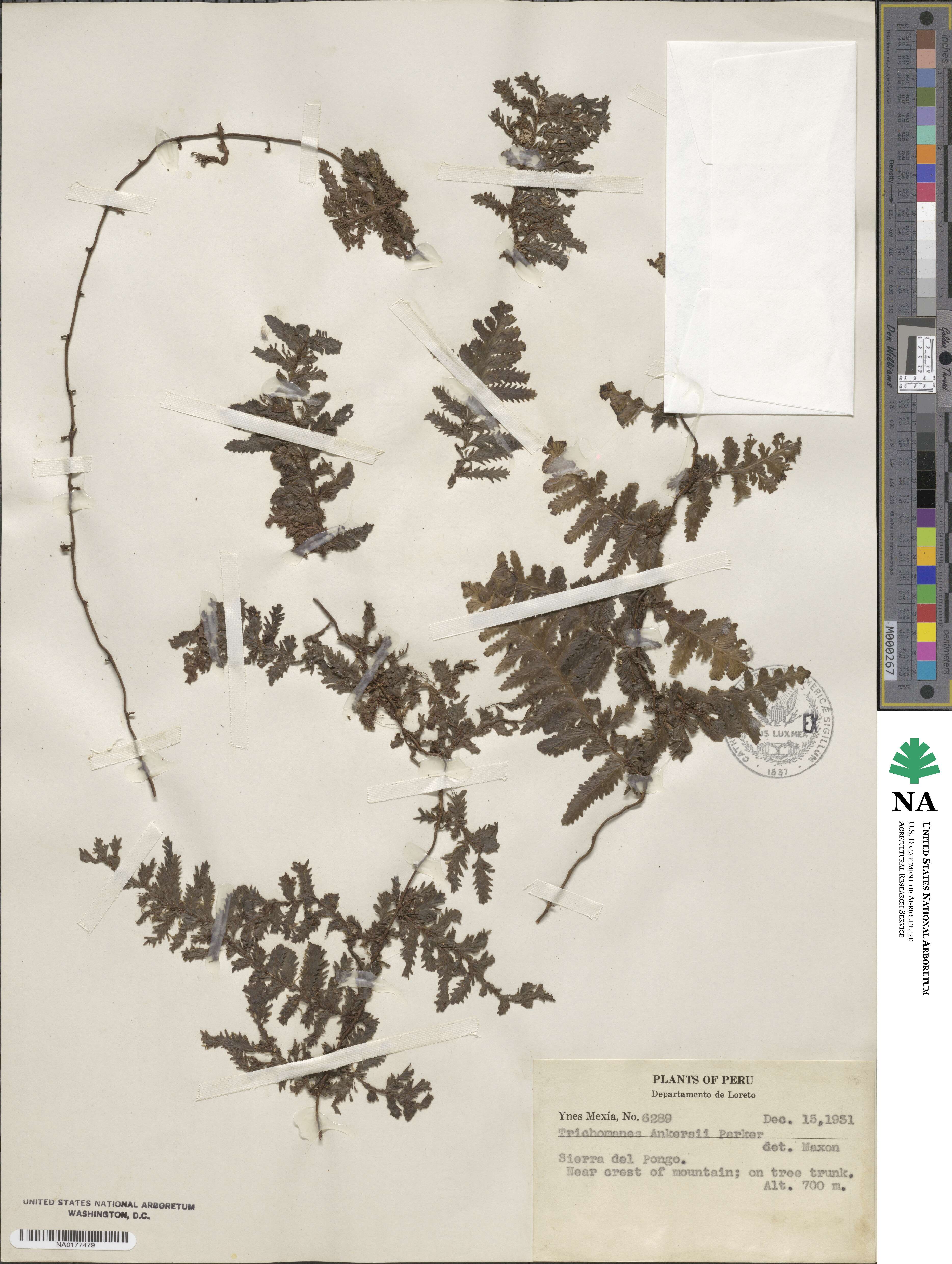 Trichomanes ankersii image