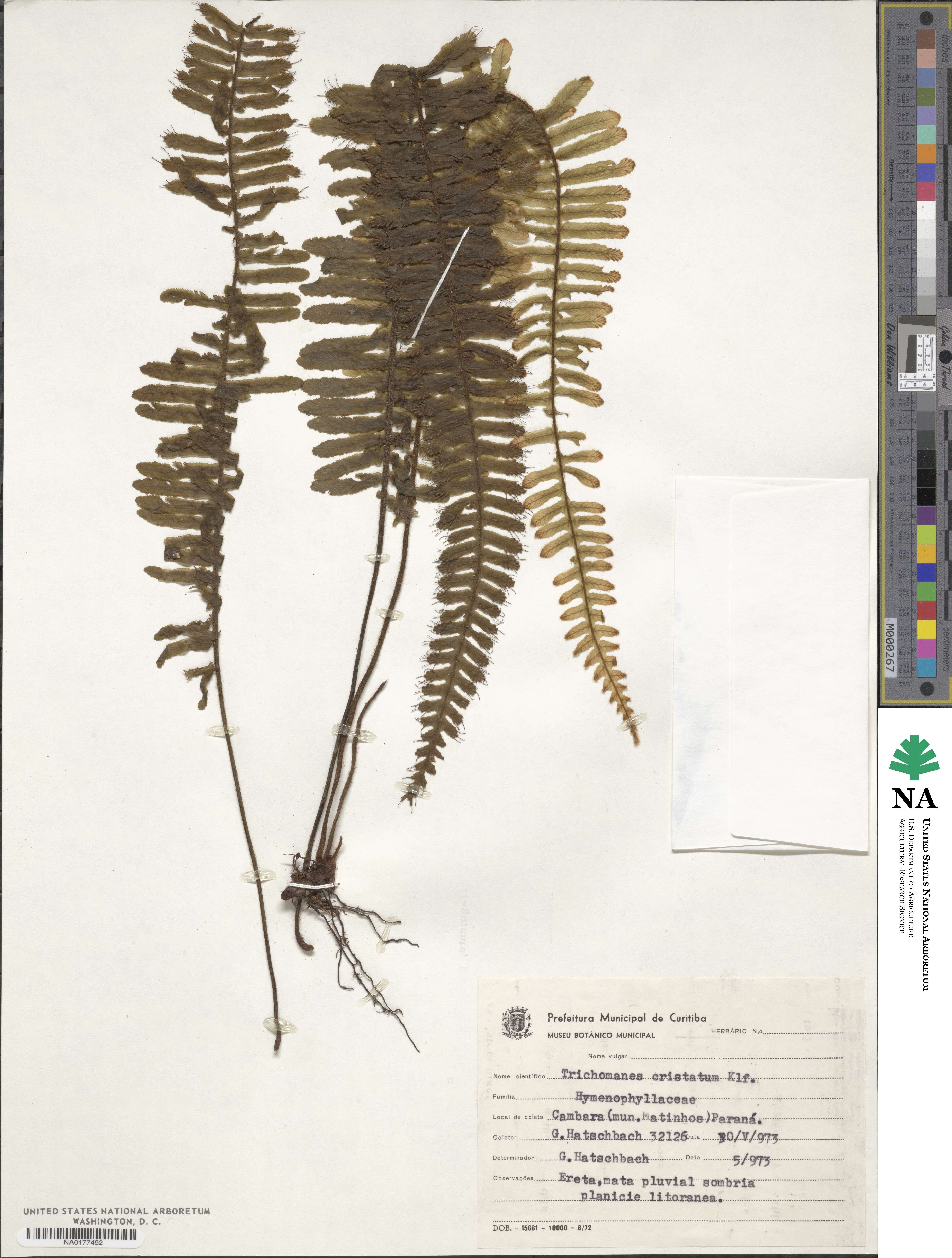 Trichomanes cristatum image