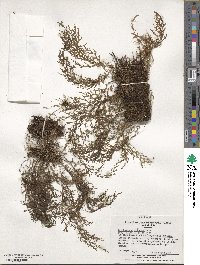 Polyphlebium exsectum image