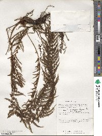 Trichomanes lucens image