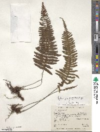 Trichomanes plumosum image