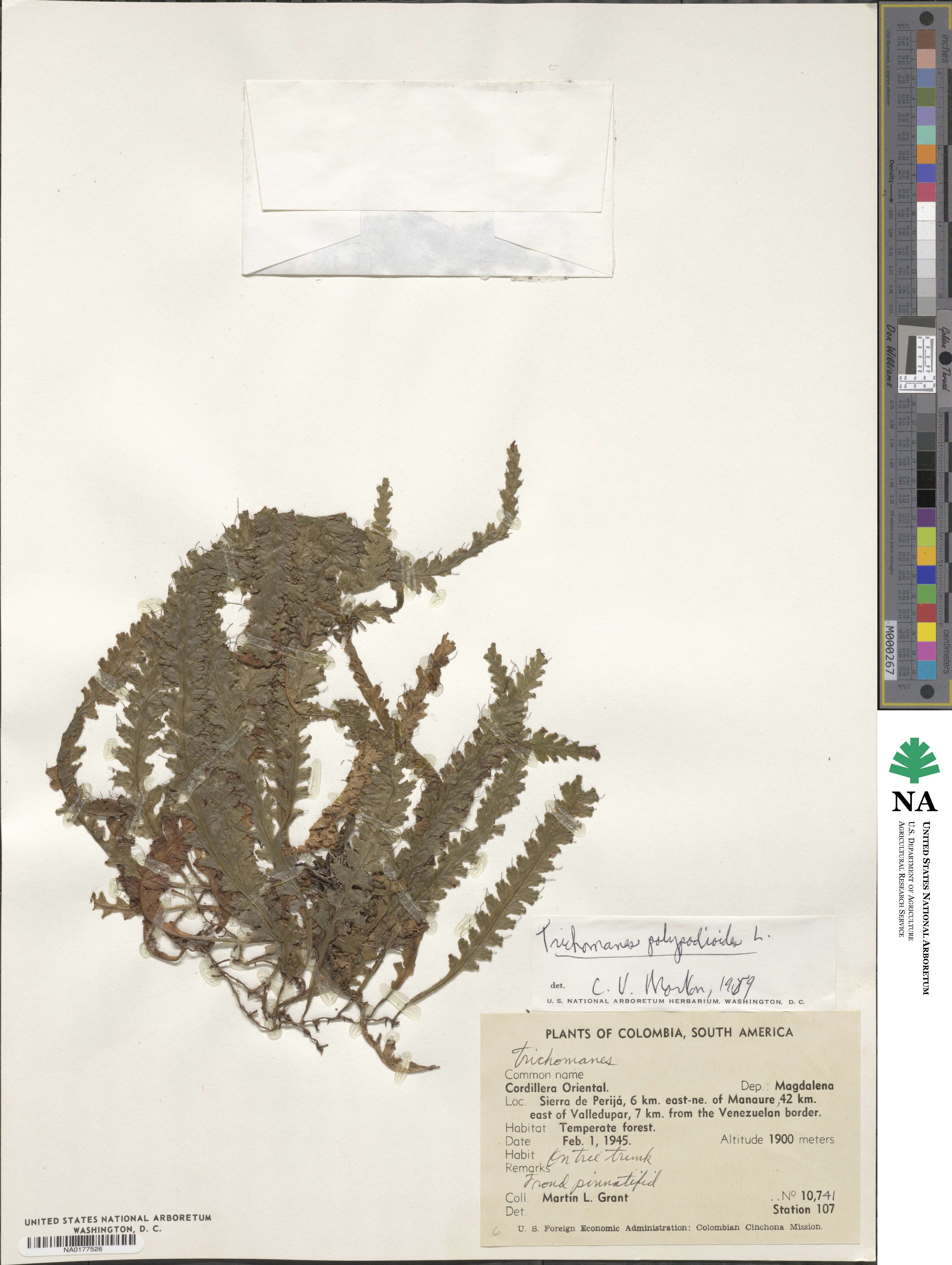 Trichomanes polypodioides image