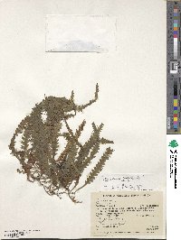 Trichomanes polypodioides image