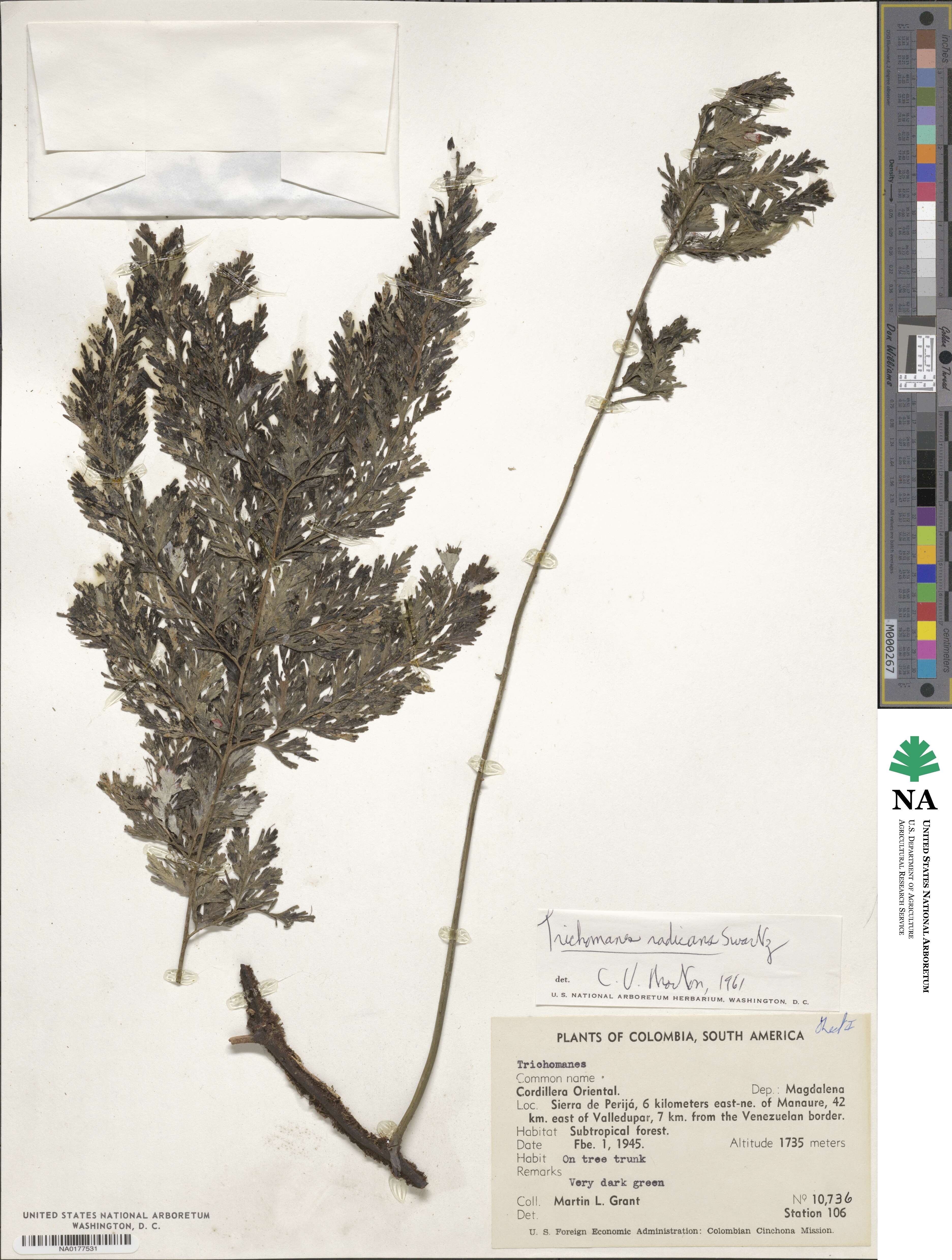 Trichomanes image