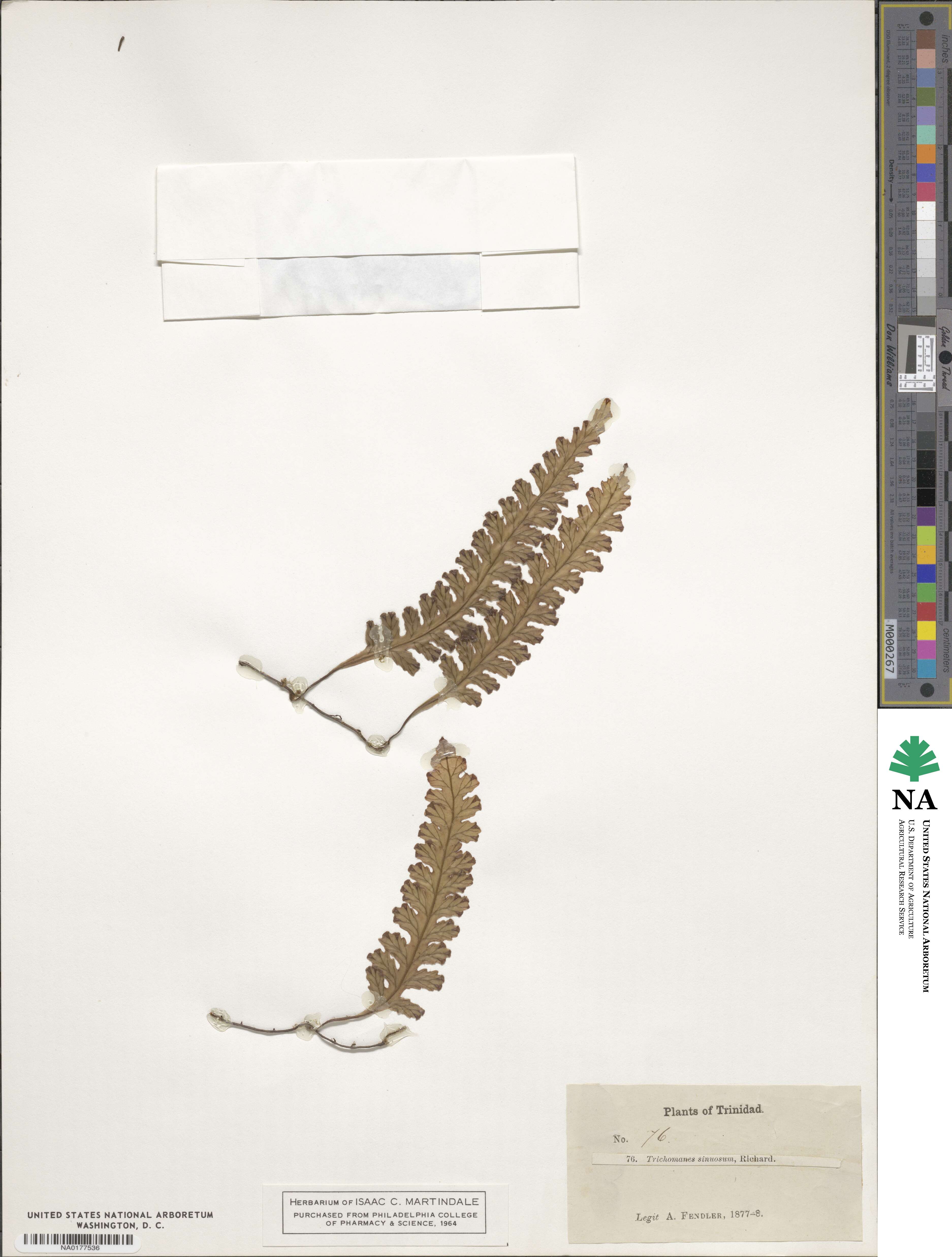 Trichomanes anadromum image