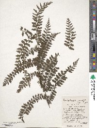 Vandenboschia auriculata image