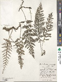 Vandenboschia auriculata image