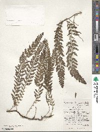 Vandenboschia auriculata image