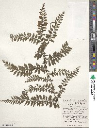 Vandenboschia auriculata image