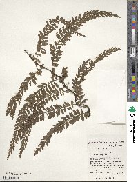 Vandenboschia auriculata image