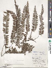 Vandenboschia auriculata image