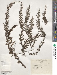 Vandenboschia auriculata image