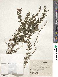 Vandenboschia auriculata image