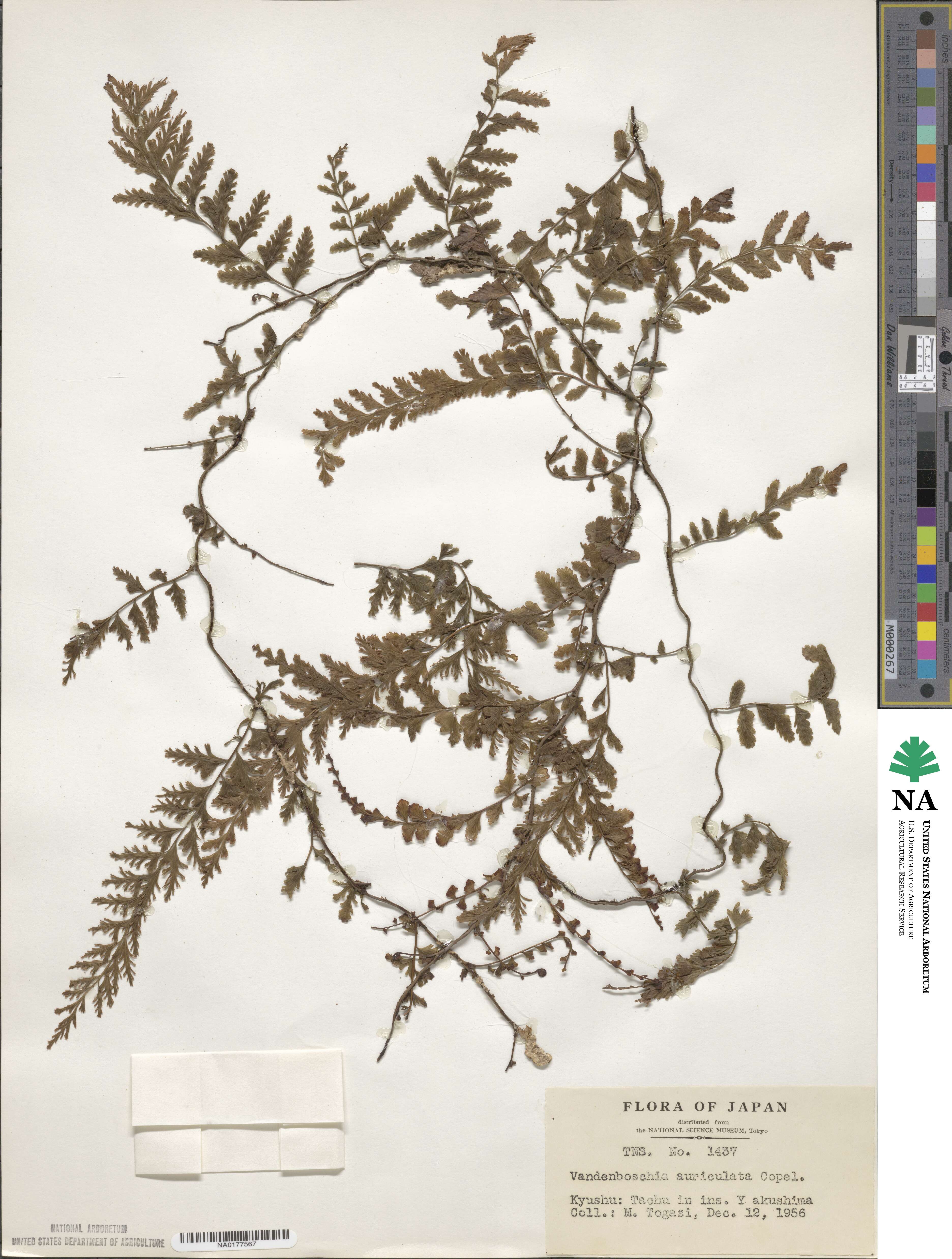 Vandenboschia auriculata image