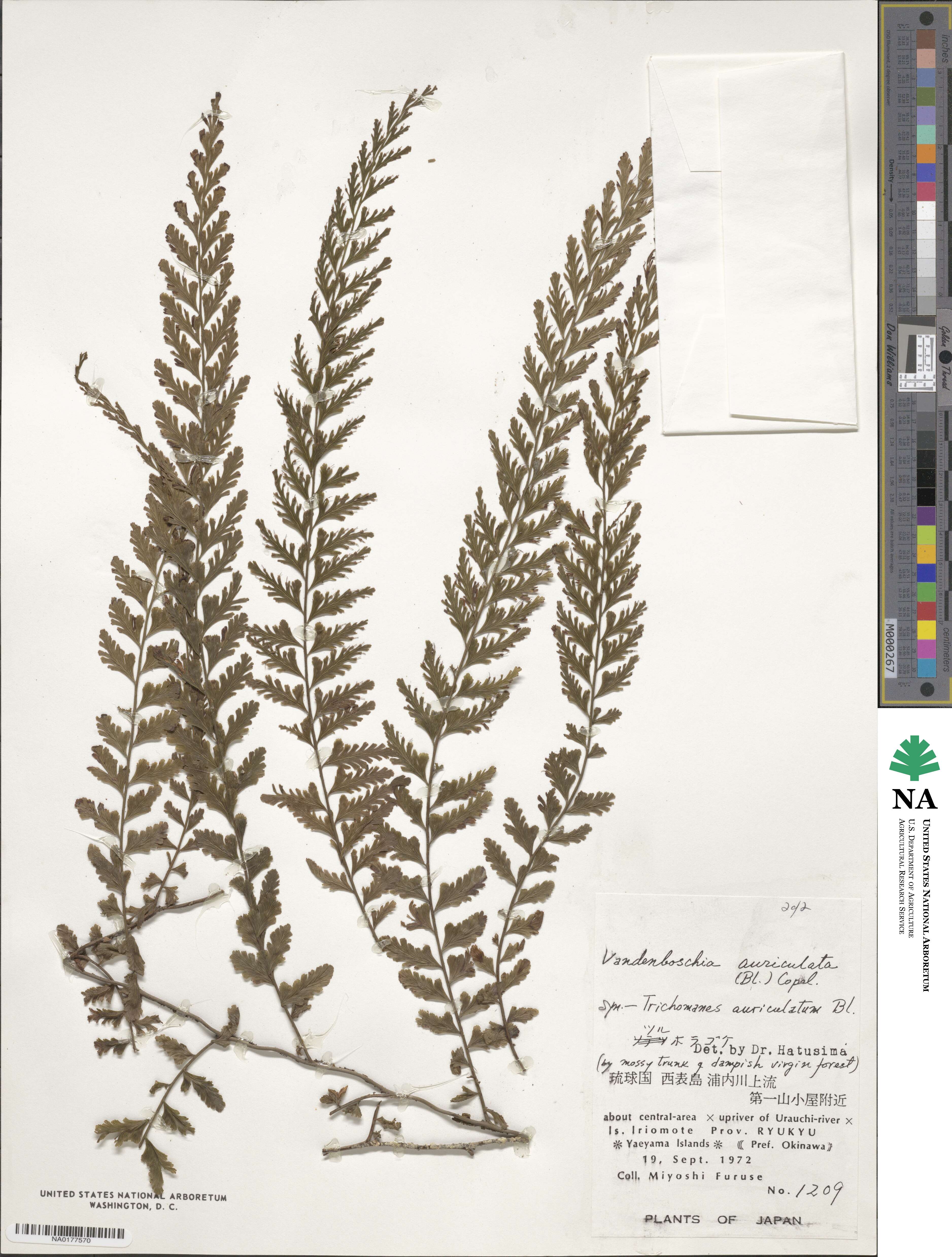 Vandenboschia auriculata image