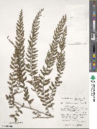 Vandenboschia auriculata image