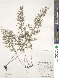 Vandenboschia maxima image