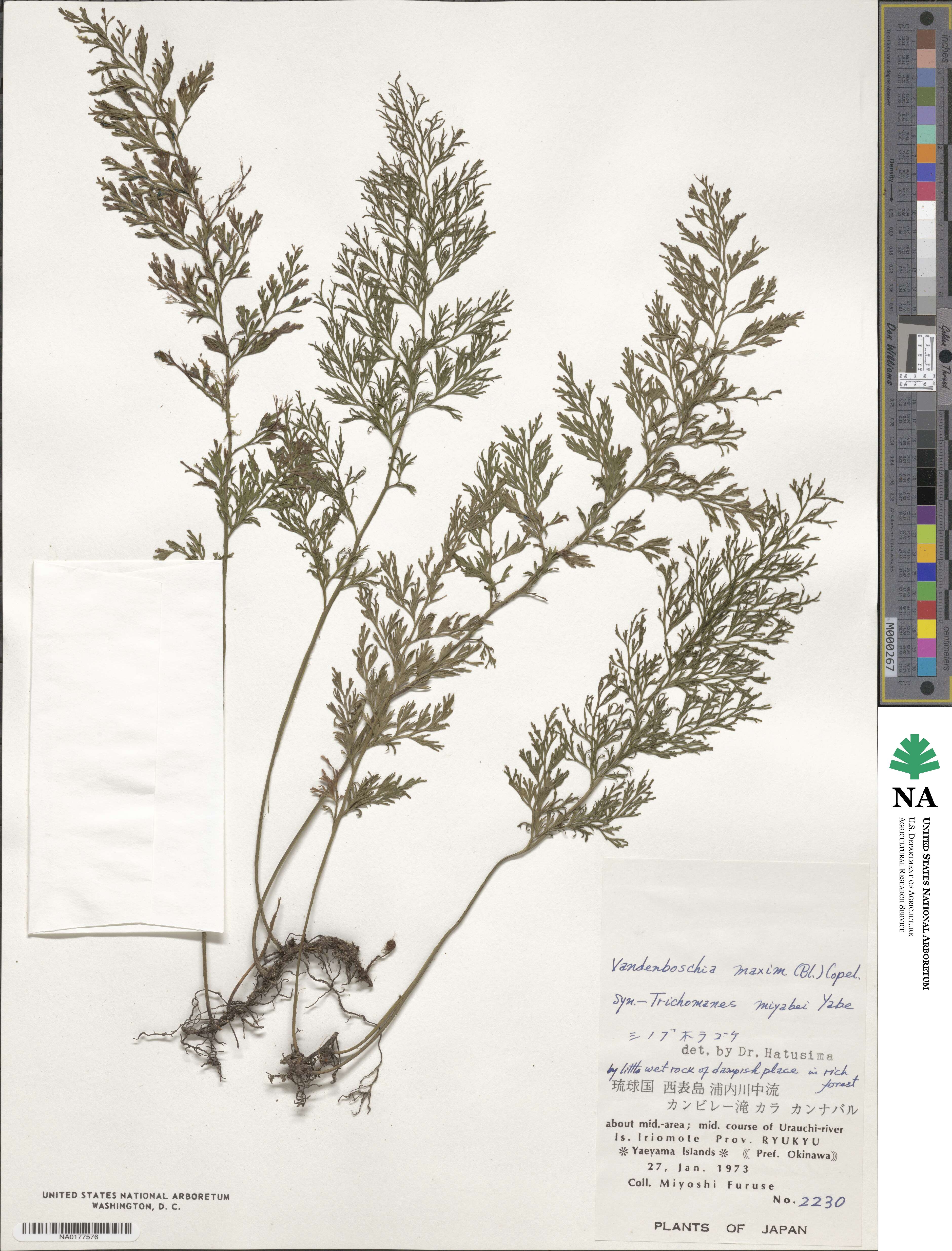 Vandenboschia maxima image