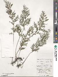 Vandenboschia maxima image