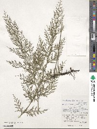 Vandenboschia maxima image