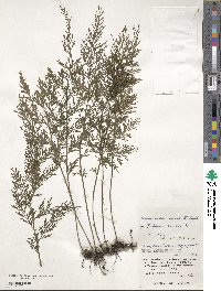 Vandenboschia maxima image