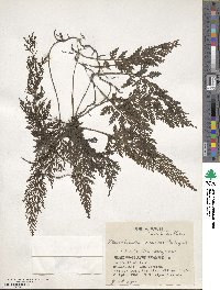 Vandenboschia radicans image