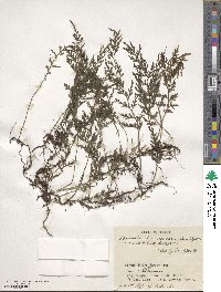 Vandenboschia radicans image