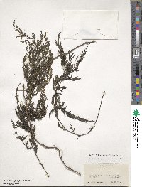 Vandenboschia radicans image