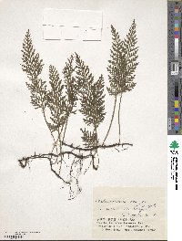 Vandenboschia radicans image