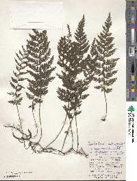 Vandenboschia striata image