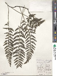 Vandenboschia striata image