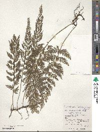 Vandenboschia striata image