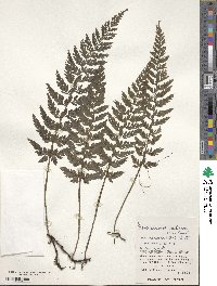 Vandenboschia striata image