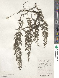 Vandenboschia striata image