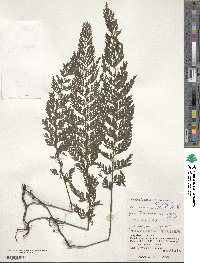 Vandenboschia striata image