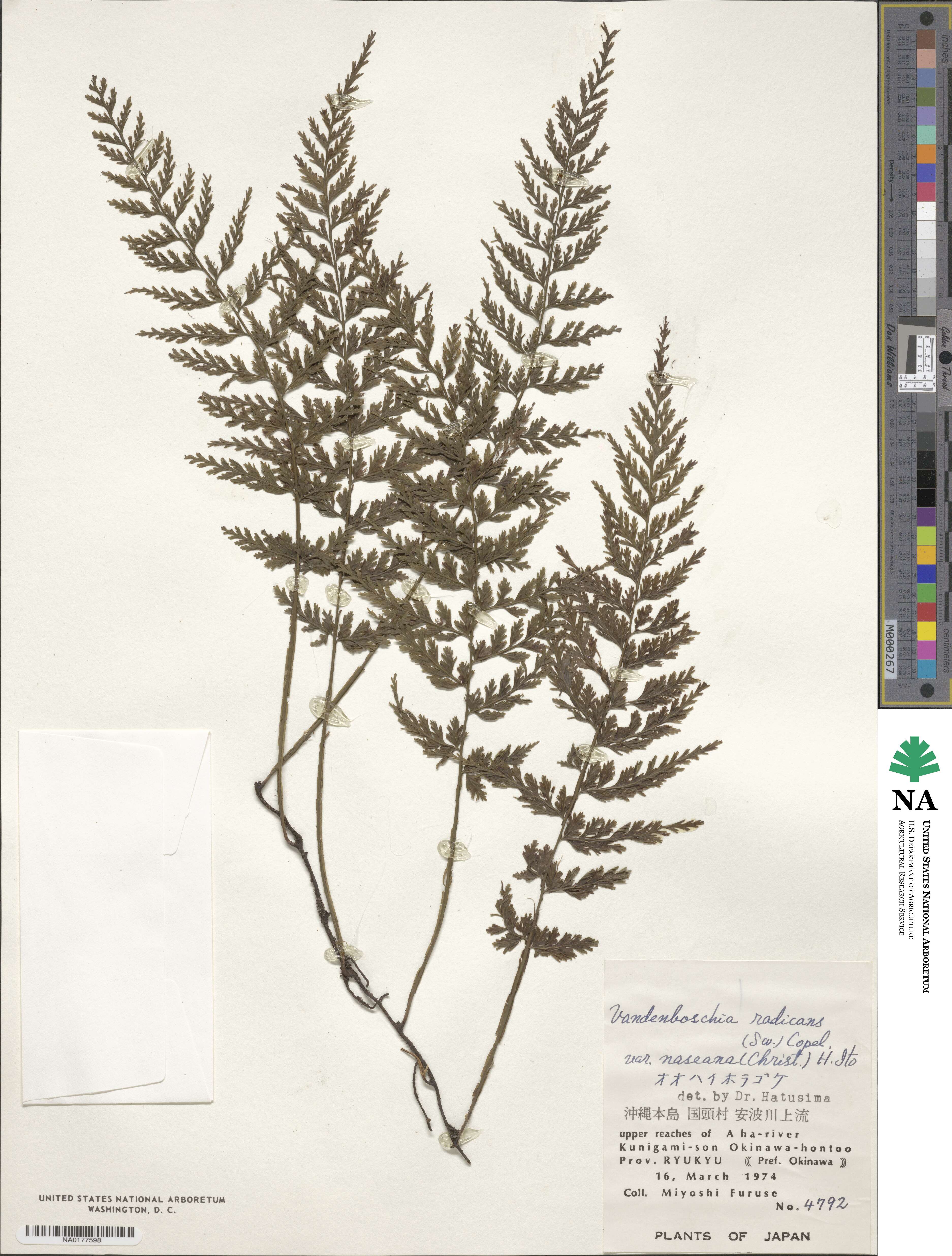 Vandenboschia image