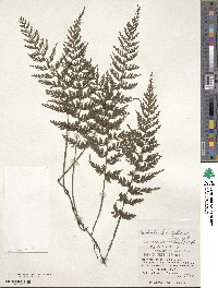 Vandenboschia striata image